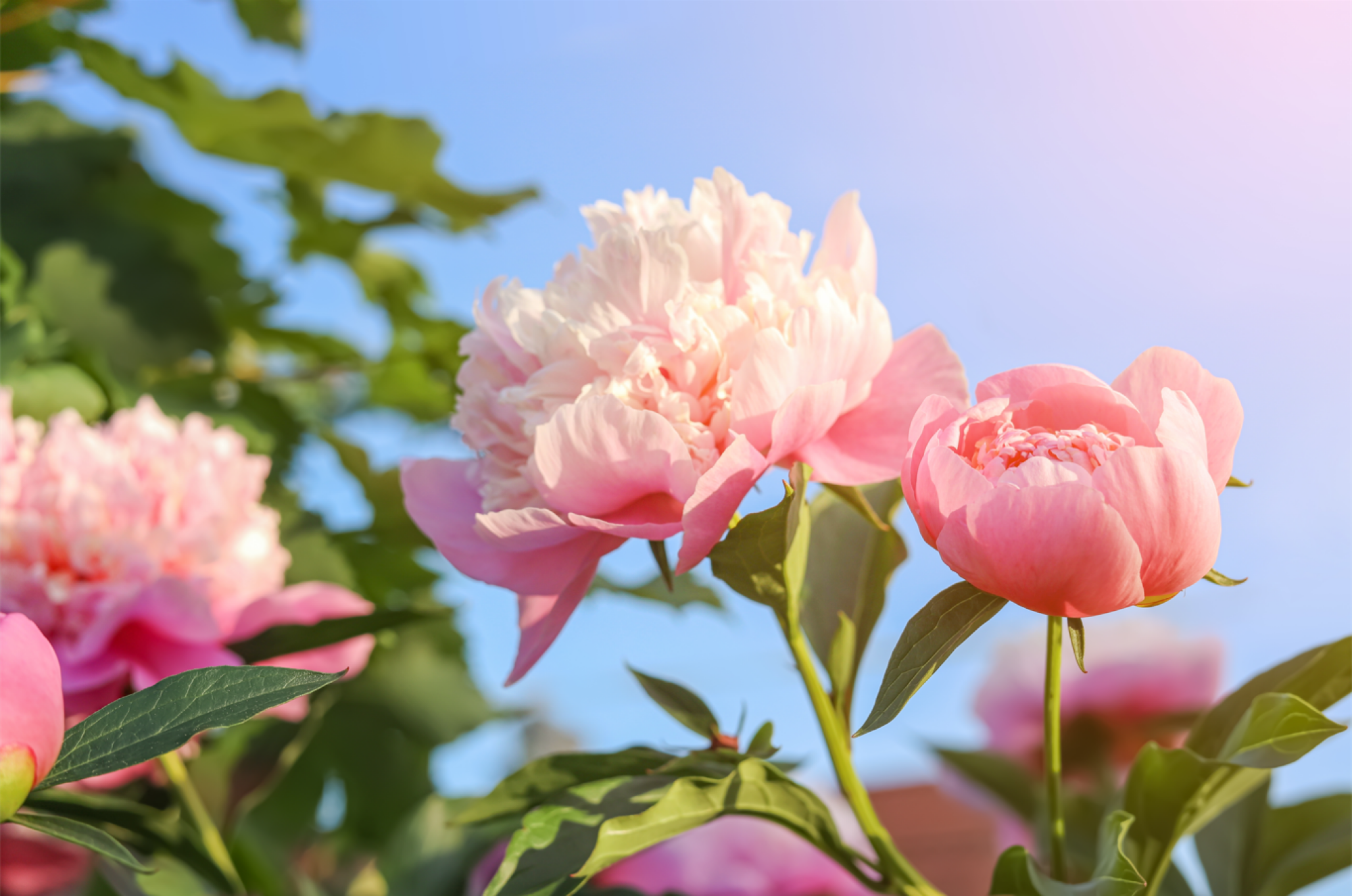 Pivoines