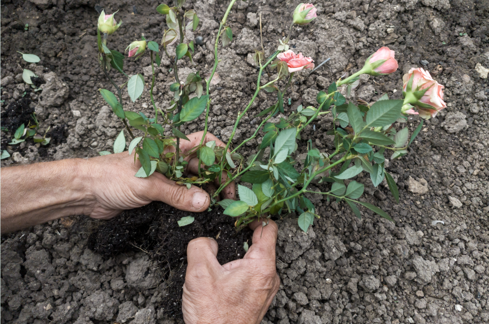 Vente de rosiers