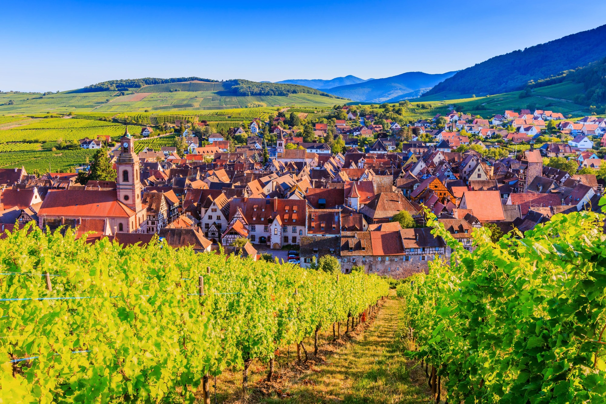 Dégustation de vins d'Alsace