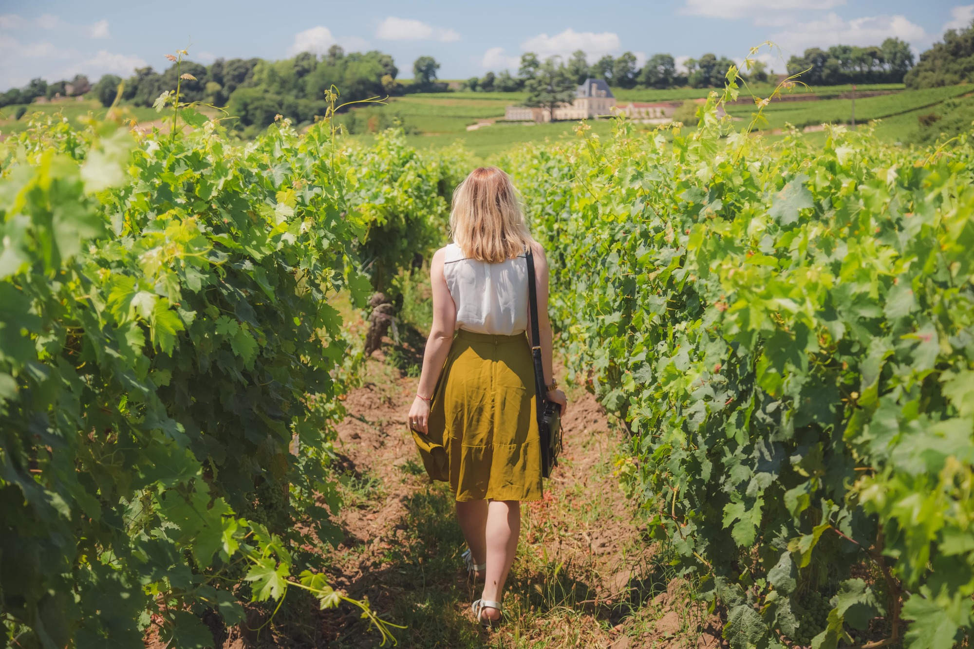 Visite guidée de vignes