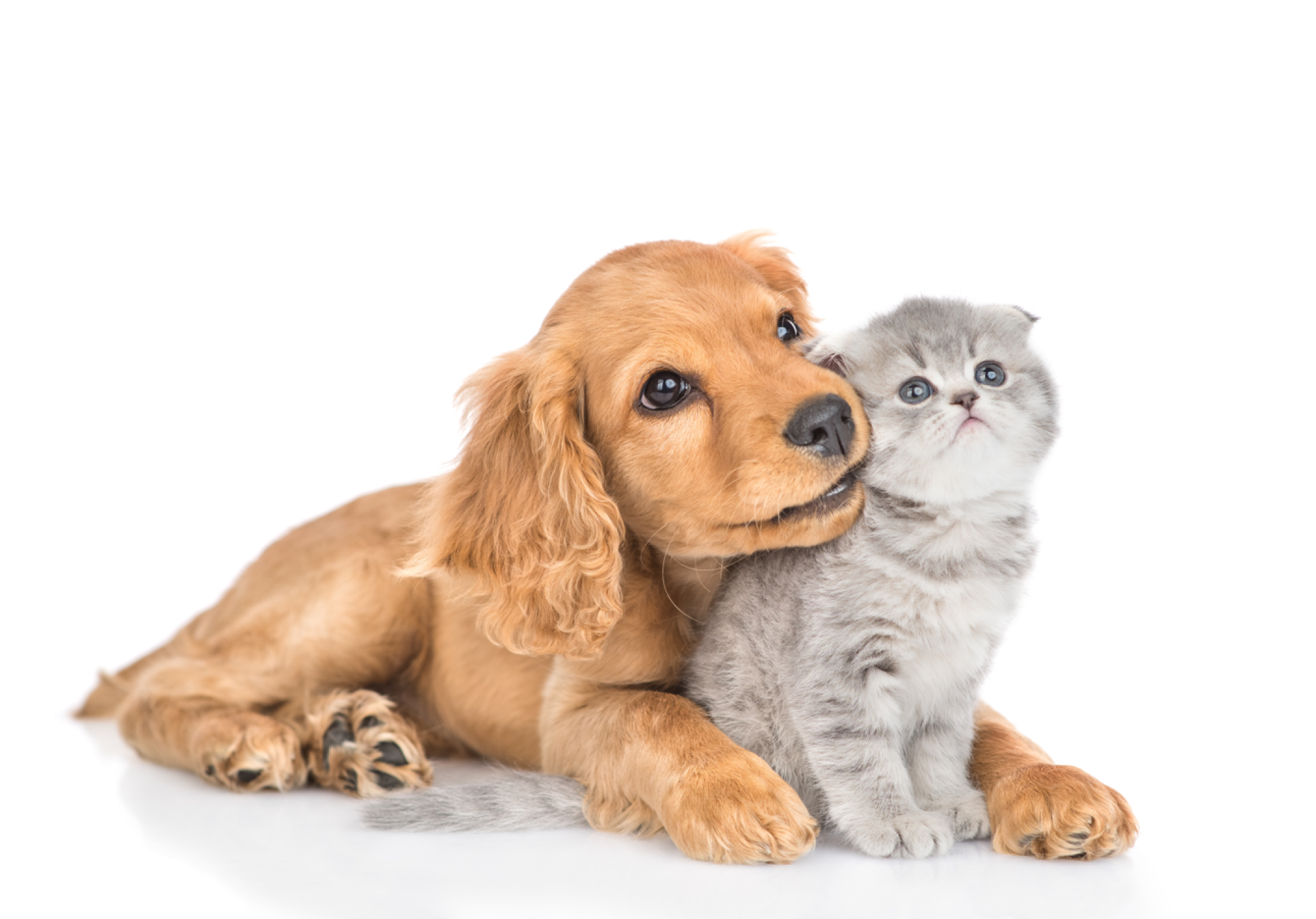 Salon des animaux de compagnie