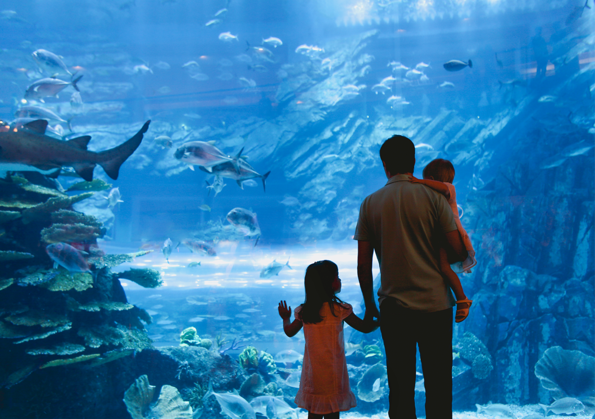 Sortie en aquarium guidée