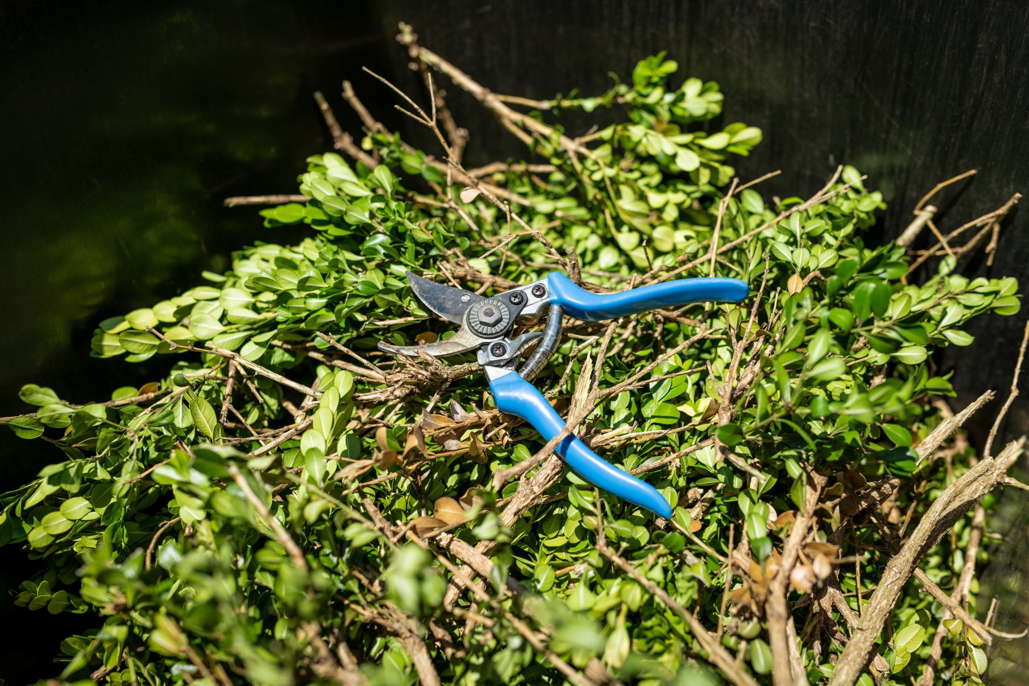Évacuation des déchets verts