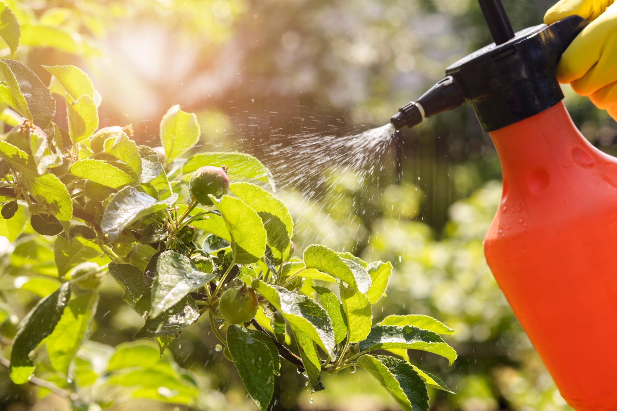 Gestion des nuisibles et des maladies des plantes