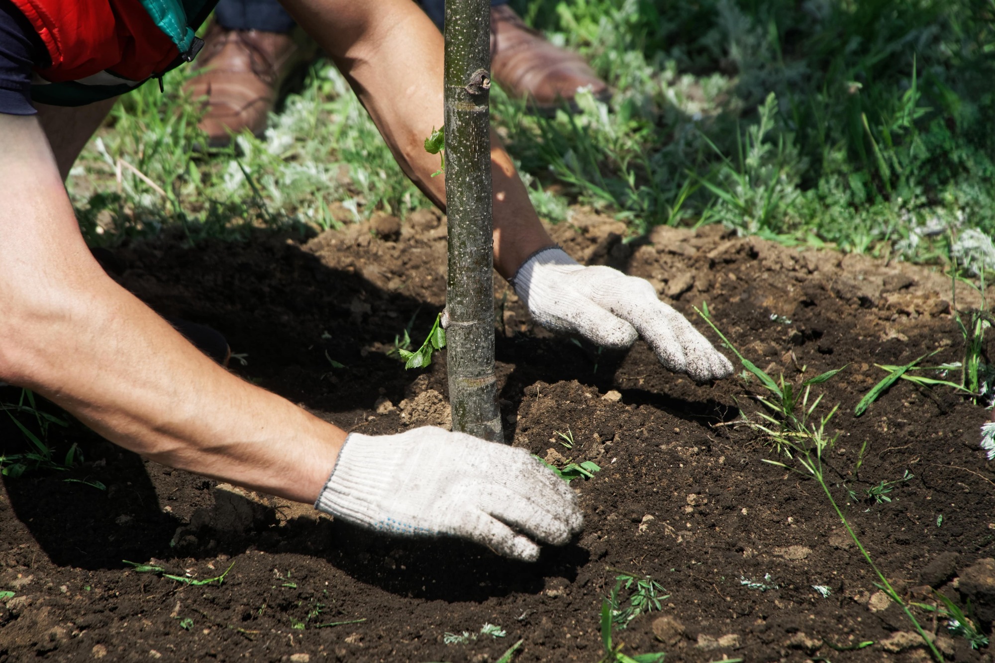 Plantation d'arbres et de plantes