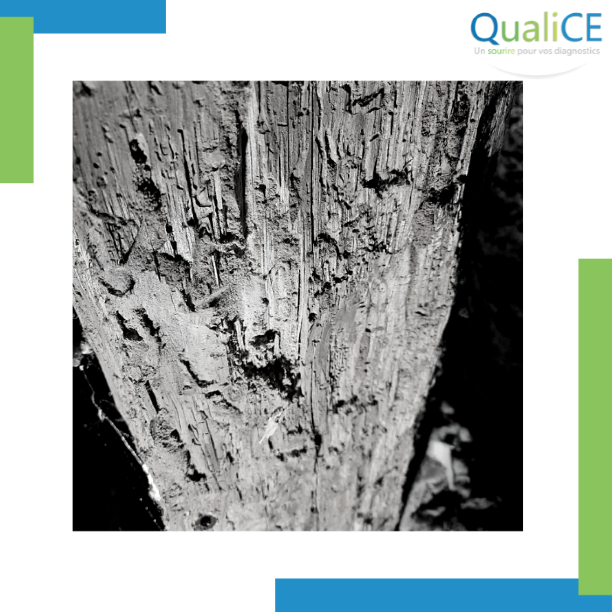 Etablissement diagnostic termites et mérules
