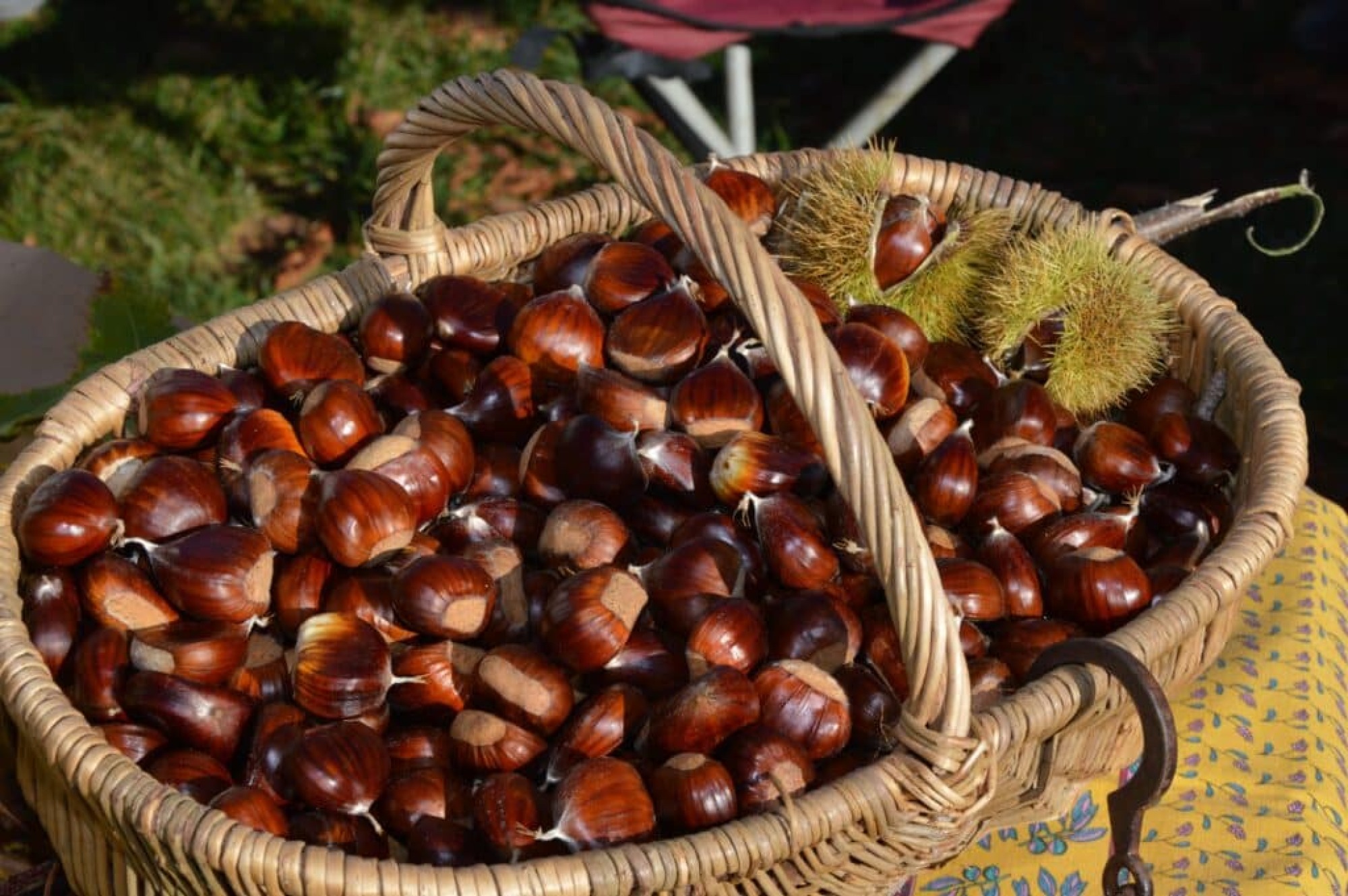 FÊTE DE LA CHÂTAIGNE ET DE LA TRUFFE
